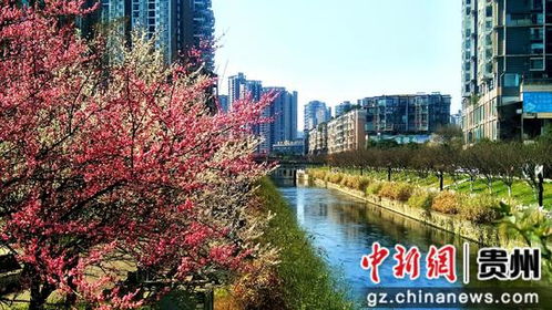 六盘水水城河畔鲜花盛开引人来
