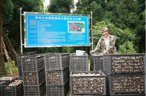 贵州六盘水 林下经济带火赤松茸种植 村民在家门口实现务工就业