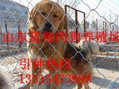 贵州六盘水养狗场联系方式_农副产品_世界工厂网